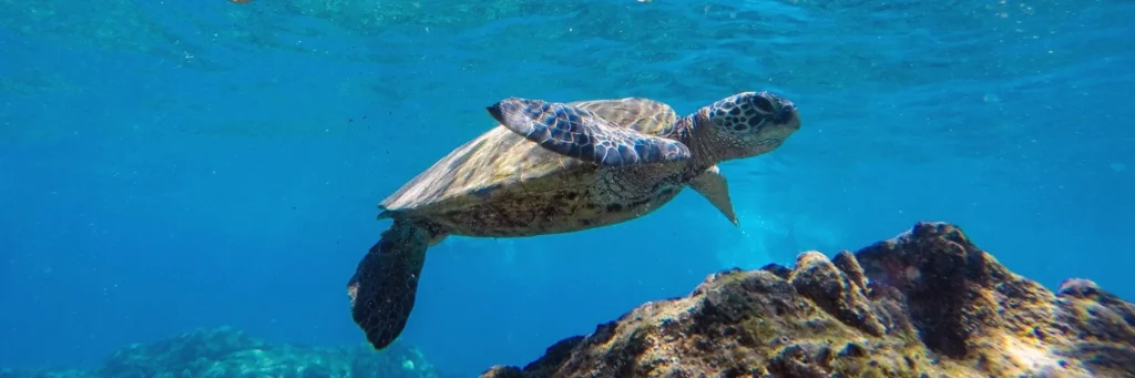 Maui